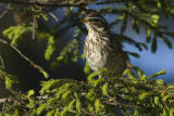 Redwing