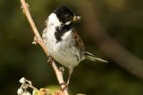 Reed Bunting