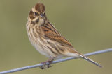 Reed Bunting