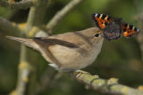 Reed Warbler