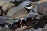 Ringed Plover