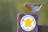 Robin