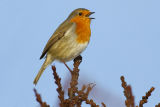 Robin