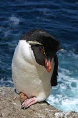 Rockhopper Penguin