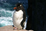 Rockhopper Penguin