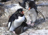 Rockhopper Penguins
