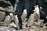 Rockhopper Penguins