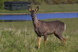 Roe Deer