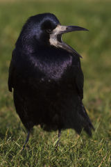 Rook