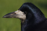 Rook