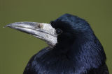 Rook