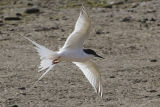Roseate Tern