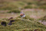 Rufous-chested Dotterel