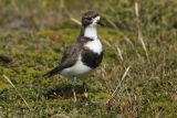 Rufous-chested Dotterel