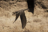Sand Martin
