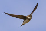 Sand Martin