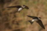 Sand Martins