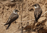 Sand Martins
