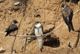 Sand Martins