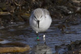 Sanderling