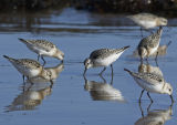 Sanderlings