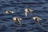 Sanderlings