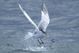 Sandwich Tern