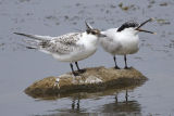 Sandwich Terns