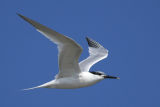 Sandwich Tern