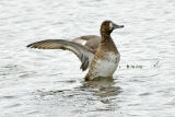 Scaup