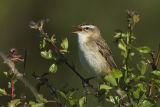 Sedge Warbler