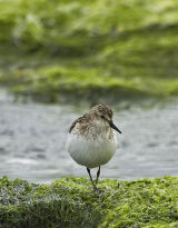 Semi-palmated Sandpiper