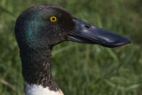 Shoveler