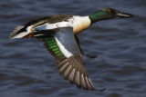 Shoveler