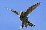 Skylark