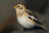 Snow Bunting