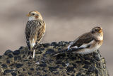 Snow Bunting