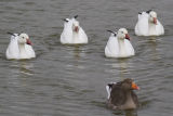 Snow Geese