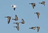 Snow Goose