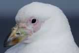 Snowy Sheathbill