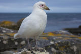 Snowy Sheathbill