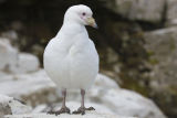 Snowy Sheathbill