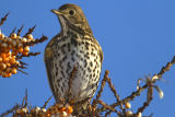 Song Thrush