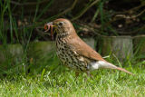 Songthrush