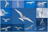 South American Terns