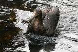 Southern Giant Petrel