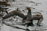 Southern Giant Petrel