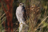 Sparrowhawk