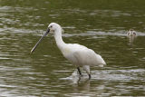 Spoonbill