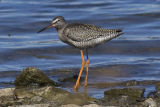 Spotted Redshank